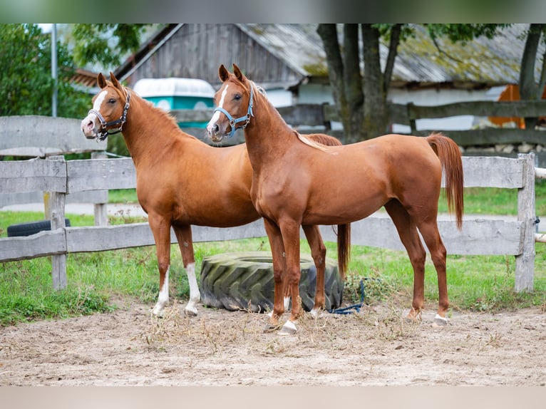 Arabian horses Mare 2 years 14,2 hh Chestnut-Red in Cyców