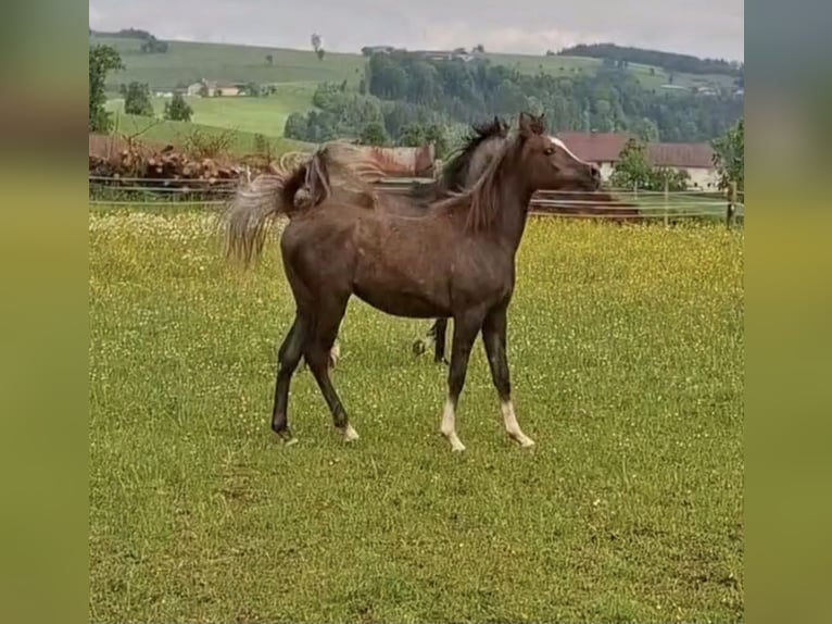 Arabian horses Mare 2 years 14,2 hh Gray in Reichraming