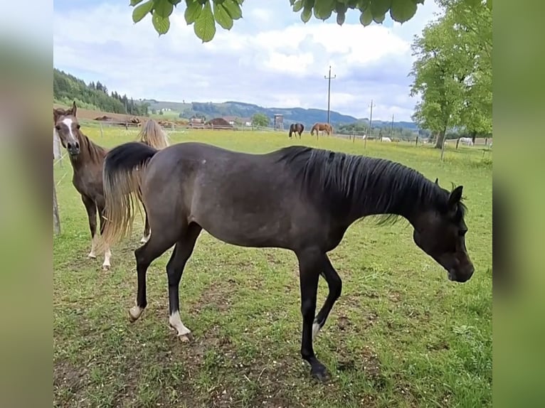 Arabian horses Mare 2 years 14,2 hh Gray in Reichraming