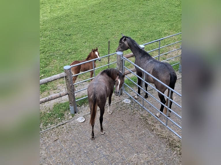 Arabian horses Mare 2 years 14,2 hh Gray in Reichraming