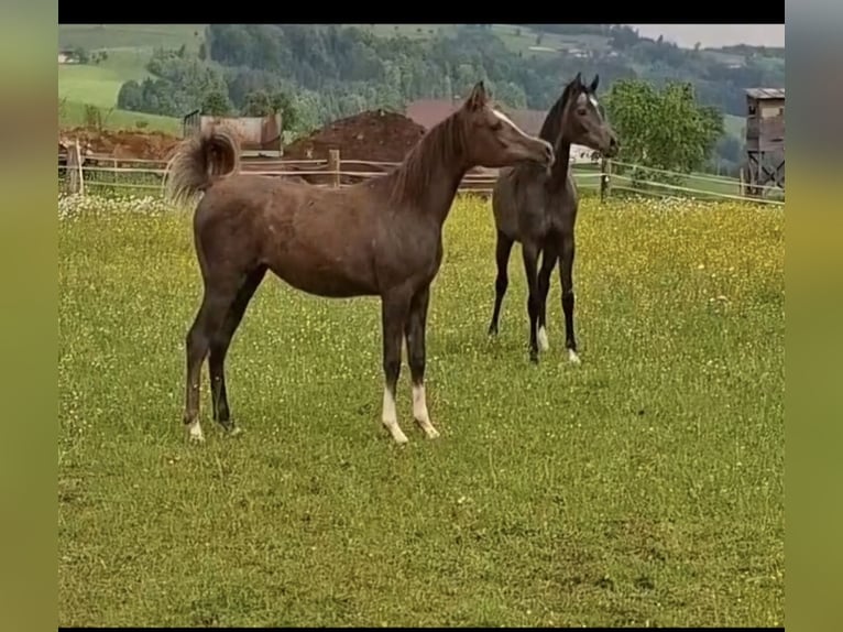 Arabian horses Mare 2 years 14,2 hh Gray in Reichraming