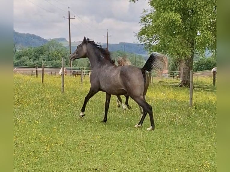 Arabian horses Mare 2 years 14,2 hh Gray in Reichraming