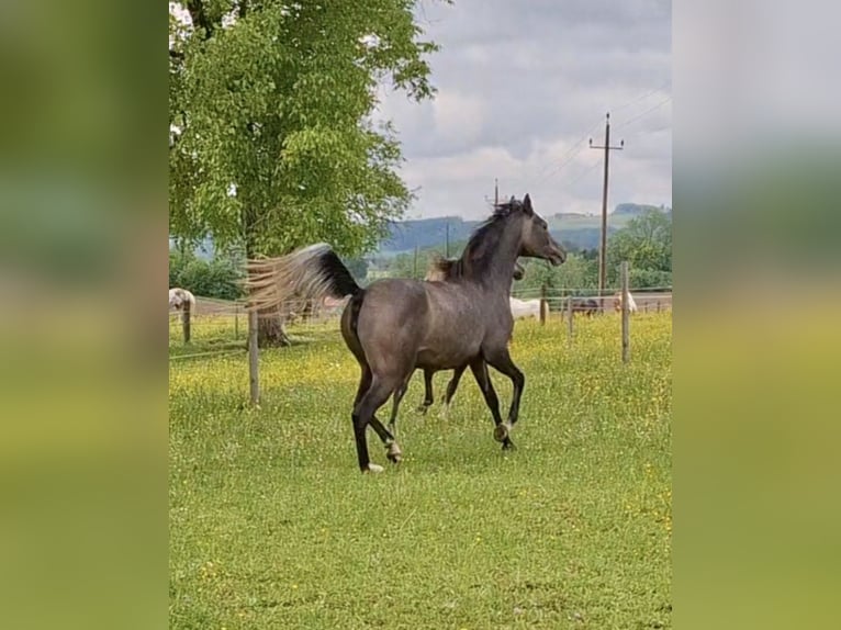 Arabian horses Mare 2 years 14,2 hh Gray in Reichraming