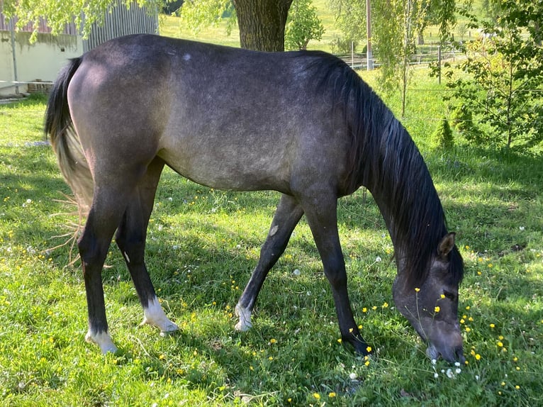 Arabian horses Mare 2 years 14,2 hh Gray in Reichraming