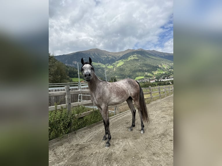 Arabian horses Mare 2 years 14,2 hh Gray in Trebur