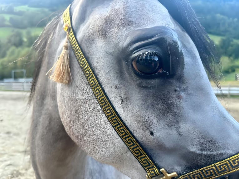 Arabian horses Mare 2 years 14,2 hh Gray in Trebur