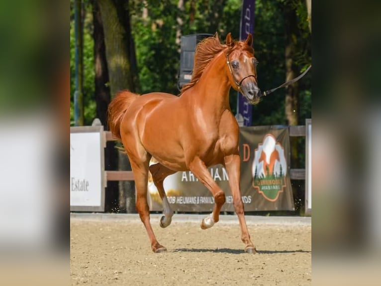 Arabian horses Mare 2 years 14.3 hh Brown in Elsendorp
