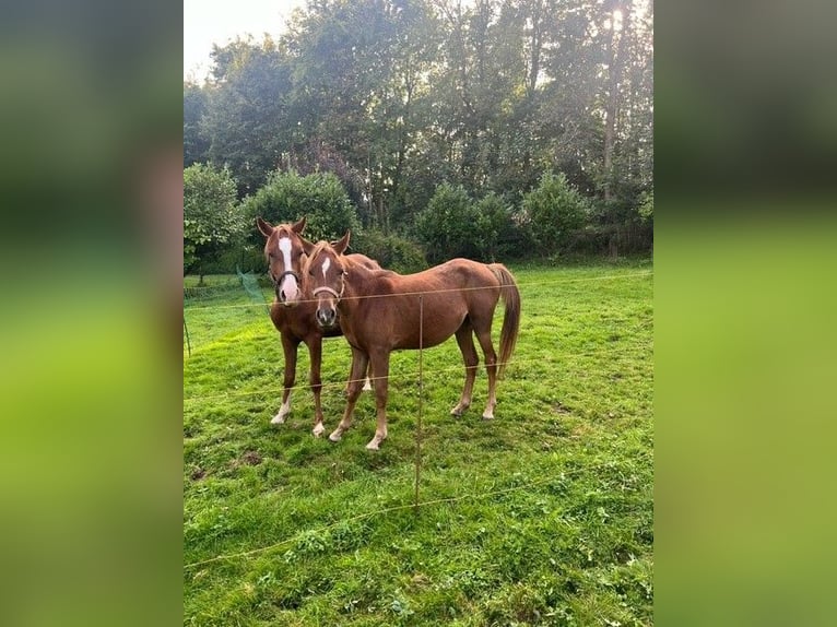 Arabian horses Mare 2 years 14 hh Chestnut-Red in Lennestadt