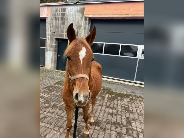 Arabian horses Mare 2 years 14 hh Chestnut-Red in Lennestadt