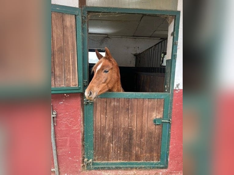 Arabian horses Mare 2 years 14 hh Chestnut-Red in Lennestadt