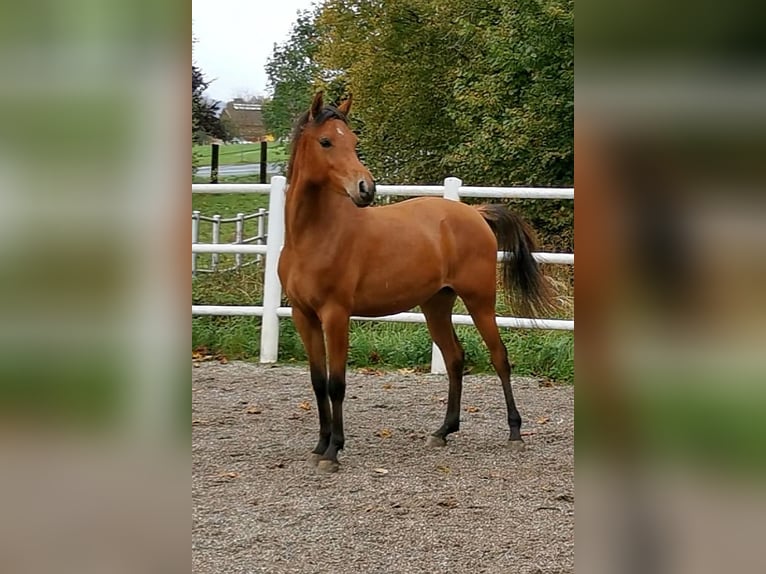 Arabian horses Mare 2 years 14,1 hh Brown in S&#xF6;ll