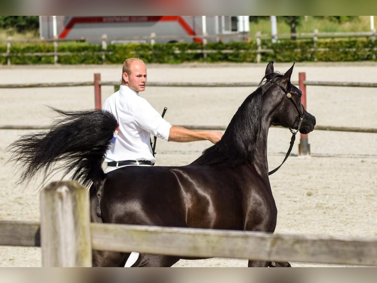 Arabian horses Mare 2 years 14,3 hh Black in Uddel