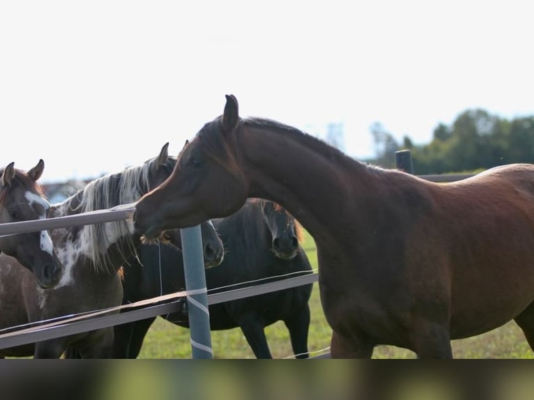 Arabian horses Mare 2 years 15,1 hh Brown in Pastetten