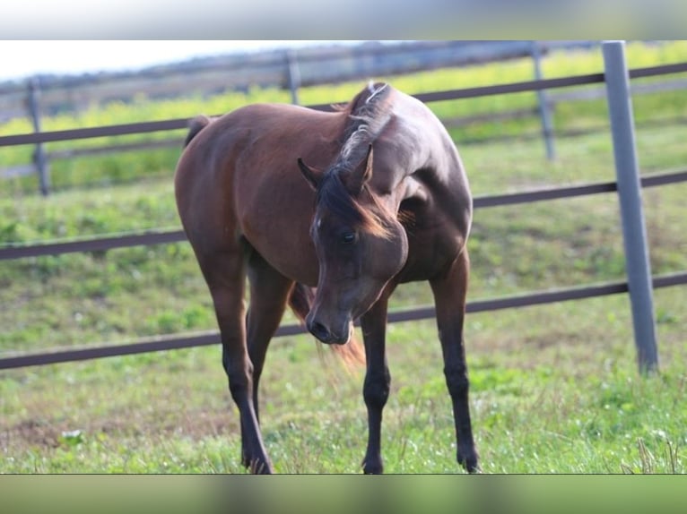 Arabian horses Mare 2 years 15,1 hh Brown in Pastetten