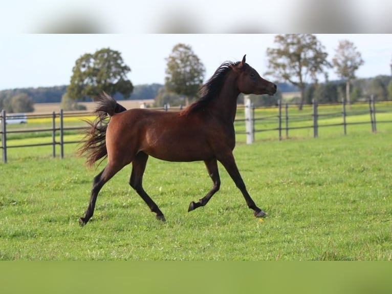 Arabian horses Mare 2 years 15,1 hh Brown in Pastetten