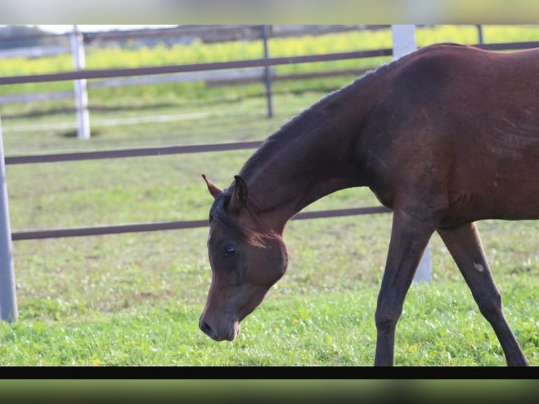 Arabian horses Mare 2 years 15,1 hh Brown in Pastetten