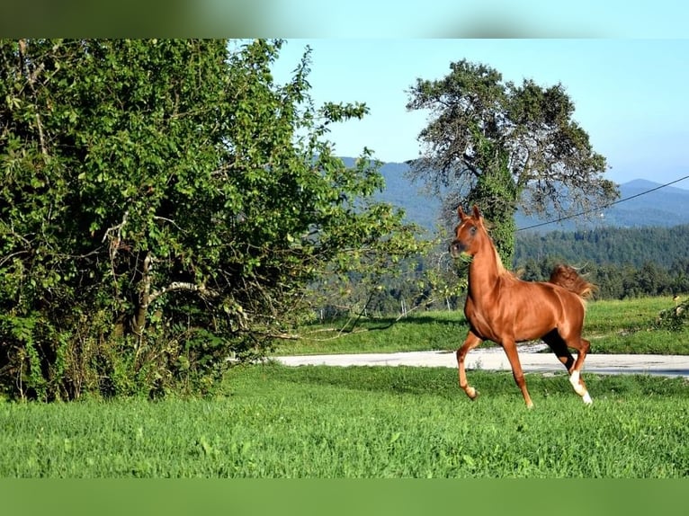 Arabian horses Mare 2 years 15,1 hh Chestnut in Ortnek