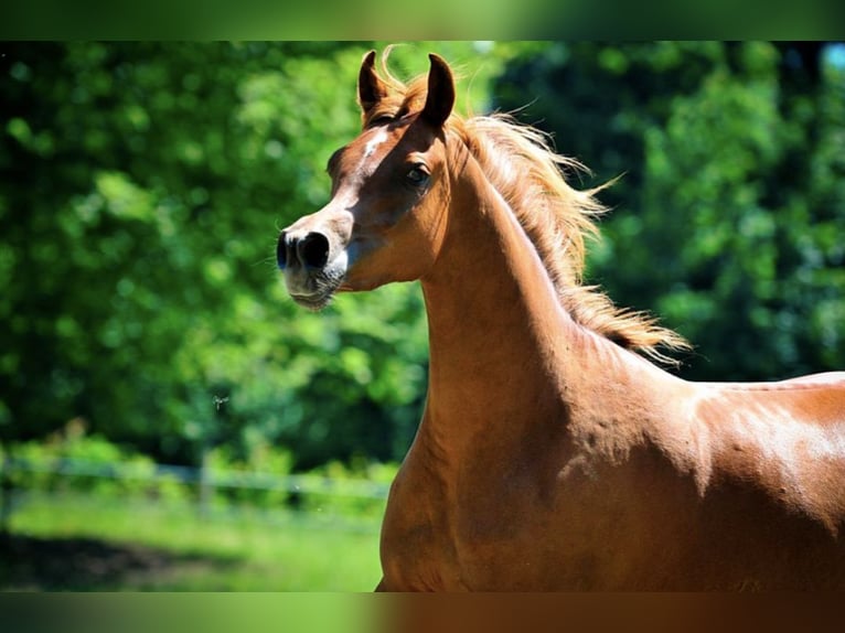 Arabian horses Mare 2 years 15,1 hh Chestnut-Red in Amtzell