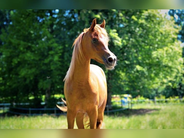 Arabian horses Mare 2 years 15,1 hh Chestnut-Red in Amtzell