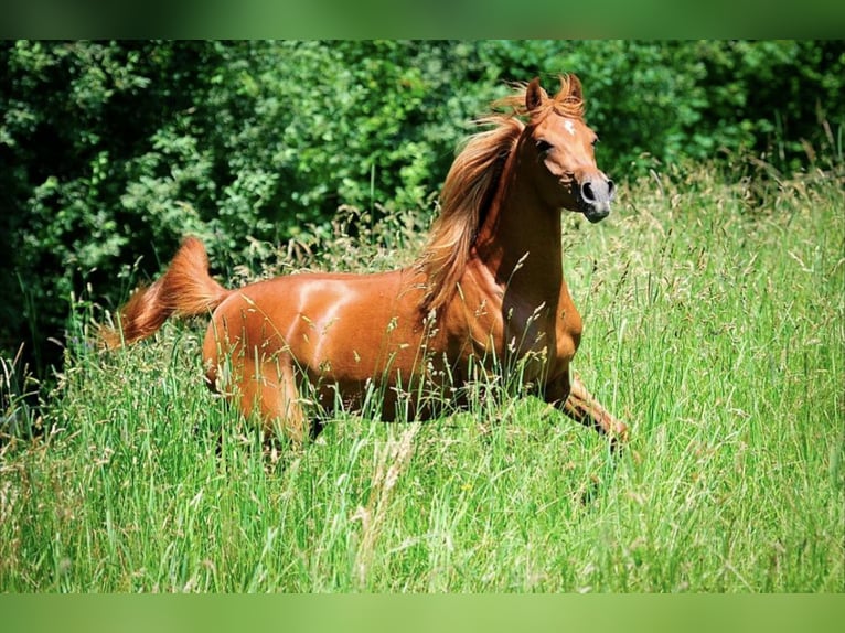 Arabian horses Mare 2 years 15,1 hh Chestnut-Red in Amtzell