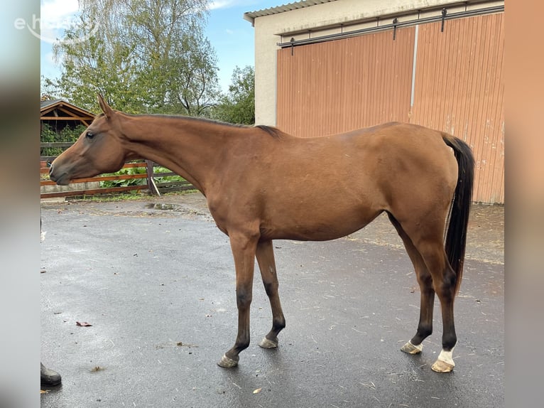 Arabian horses Mare 2 years 15.1 hh  in Gemünden (Felda)