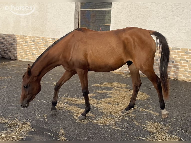 Arabian horses Mare 2 years 15.1 hh  in Gemünden (Felda)