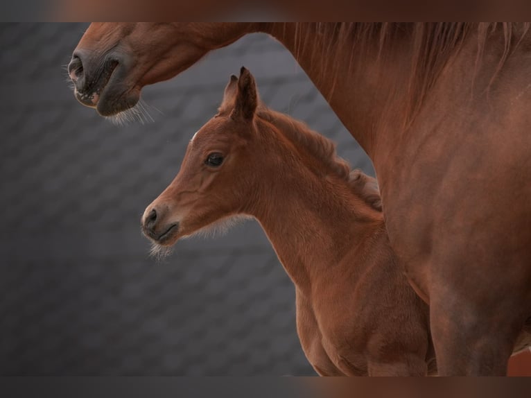 Arabian horses Mare 2 years 15.1 hh  in Gemünden (Felda)
