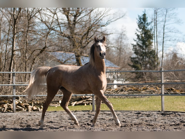 Arabian horses Mare 2 years 15,1 hh Gray in Amtzell