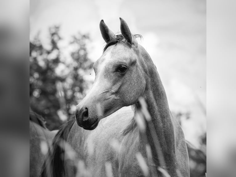 Arabian horses Mare 2 years 15,1 hh Gray in Gemünden (Felda)