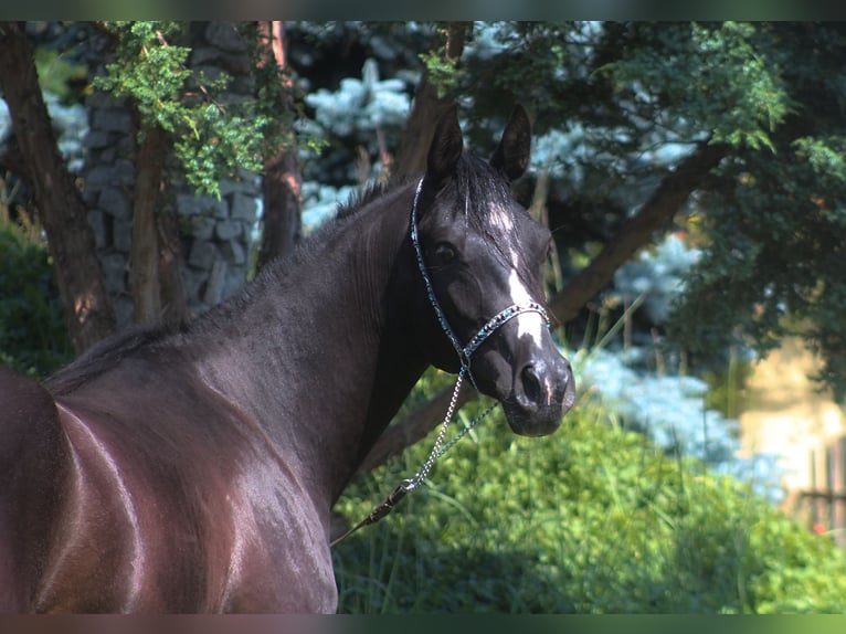 Arabian horses Mare 2 years 15,2 hh Black in Santok