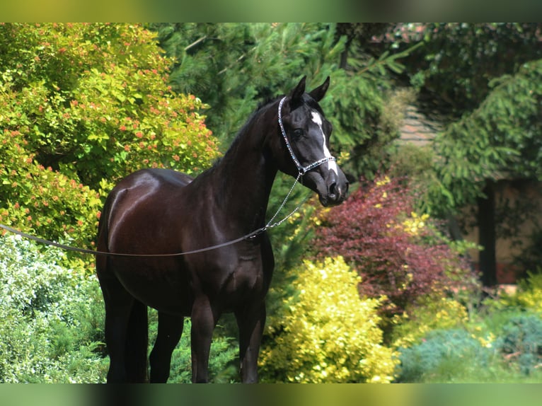 Arabian horses Mare 2 years 15,2 hh Black in Santok