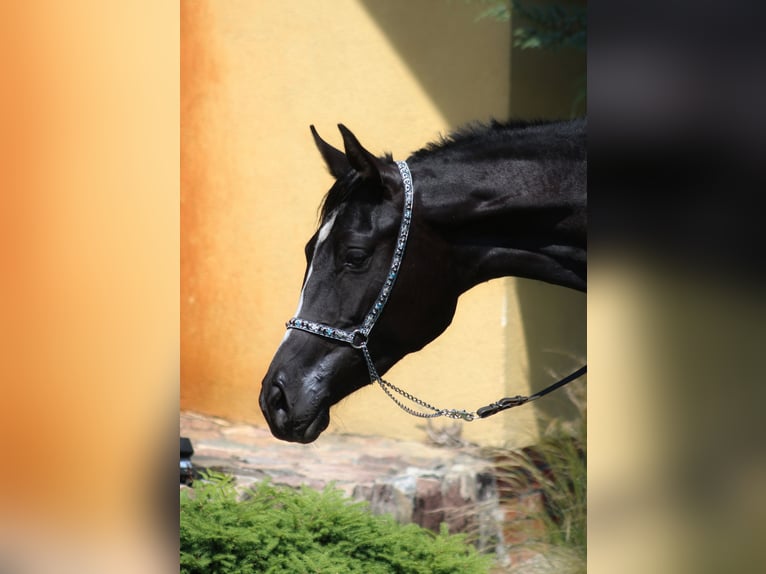 Arabian horses Mare 2 years 15,2 hh Black in Santok