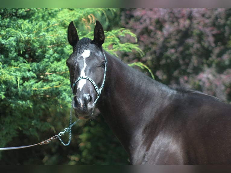 Arabian horses Mare 2 years 15,2 hh Black in Santok