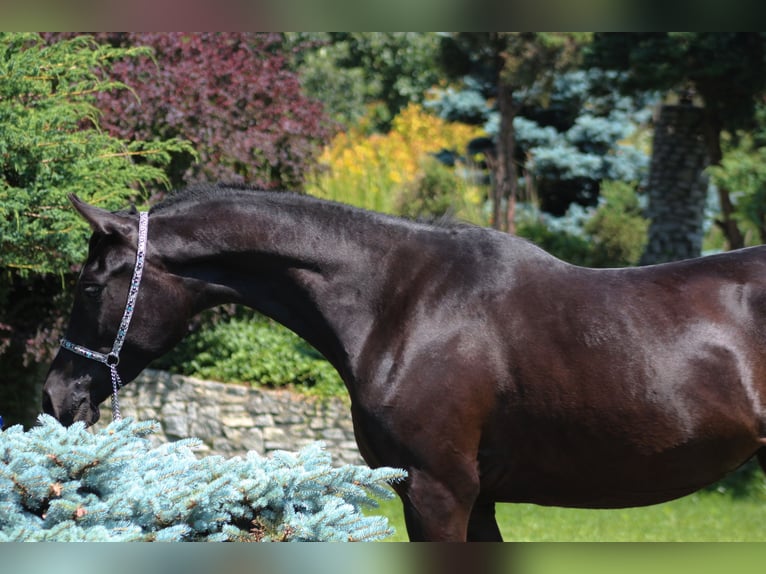 Arabian horses Mare 2 years 15,2 hh Black in Santok