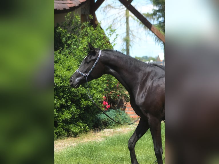 Arabian horses Mare 2 years 15,2 hh Black in Santok