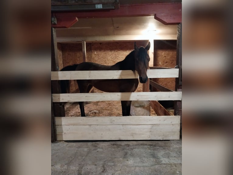 Arabian horses Mare 2 years 15 hh Bay in Alexandria, MN