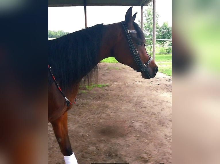 Arabian horses Mare 2 years 15 hh Bay in Alexandria, MN