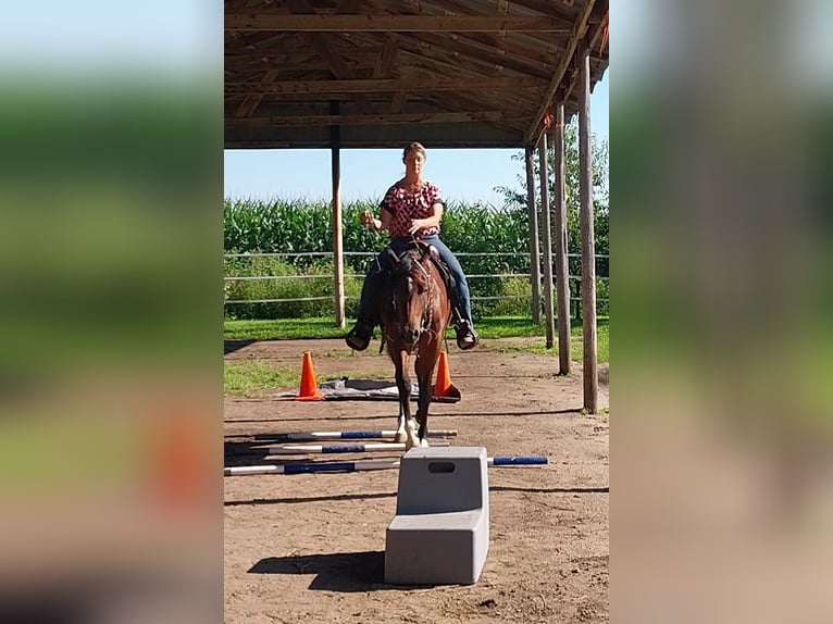 Arabian horses Mare 2 years 15 hh Bay in Alexandria, MN