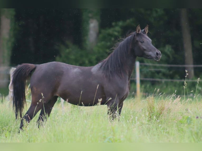 Arabian horses Mare 2 years 15 hh Black in Boos