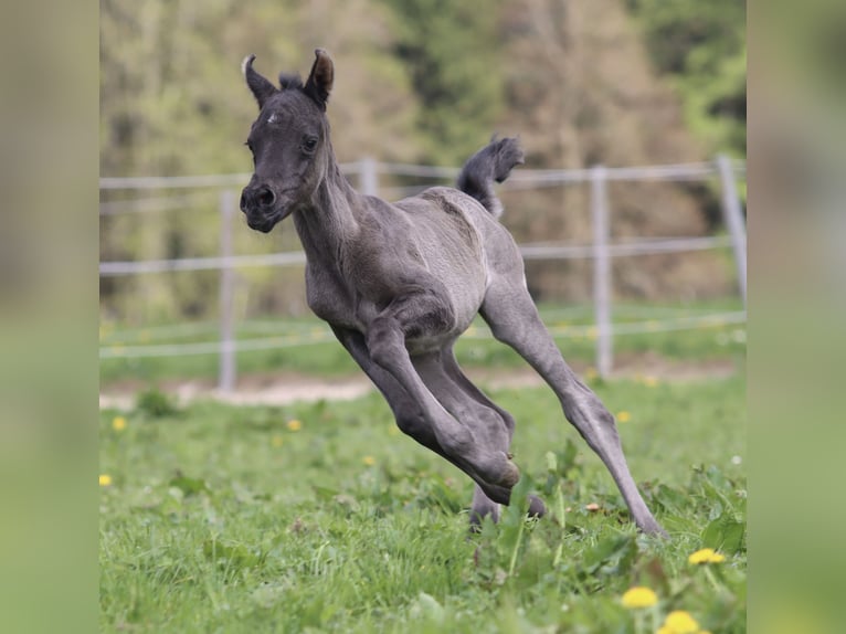 Arabian horses Mare 2 years 15 hh Black in Boos