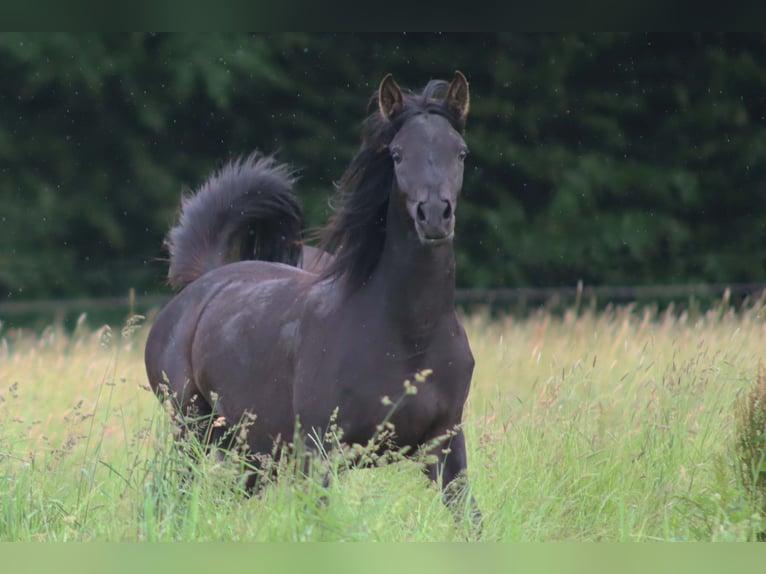 Arabian horses Mare 2 years 15 hh Black in Boos