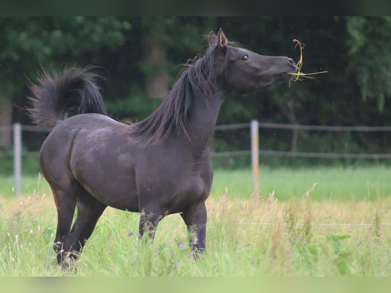 Arabian horses Mare 2 years 15 hh Black in Boos