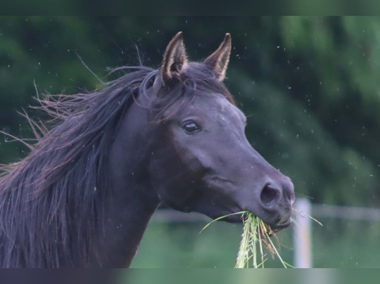 Arabian horses Mare 2 years 15 hh Black in Boos