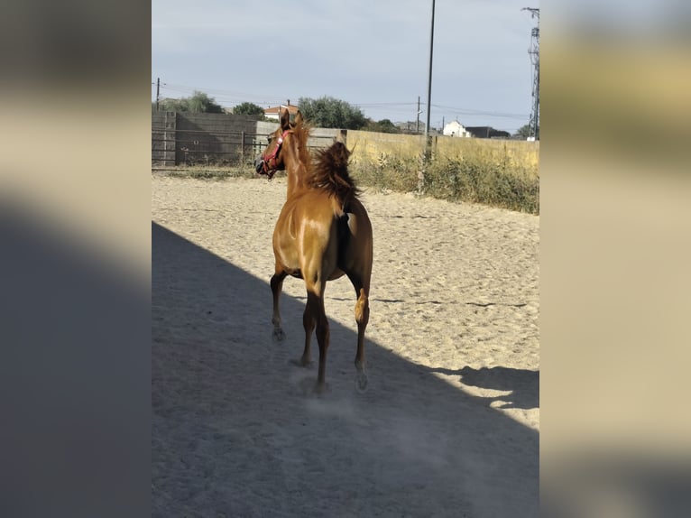 Arabian horses Mare 2 years 15 hh Chestnut-Red in Albala