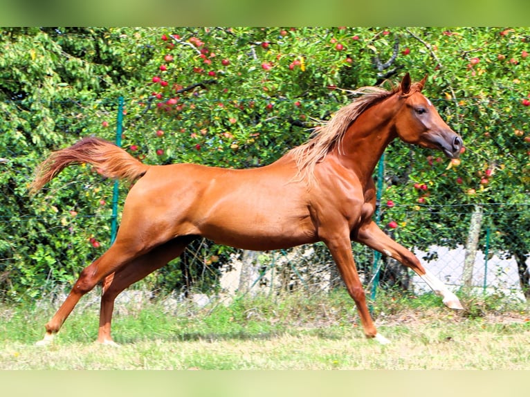 Arabian horses Mare 2 years 15 hh Chestnut-Red in Rastatt