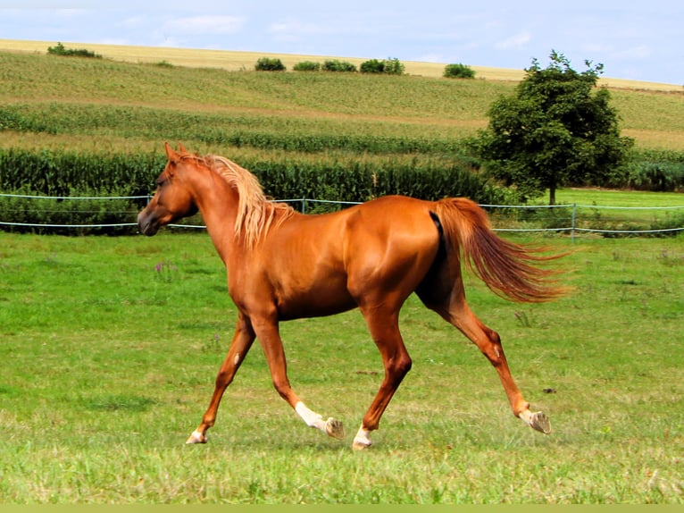 Arabian horses Mare 2 years 15 hh Chestnut-Red in Rastatt