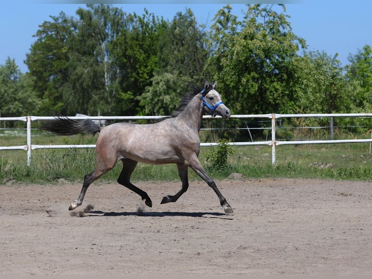 Arabian horses Mare 2 years 15 hh Gray in Lodz