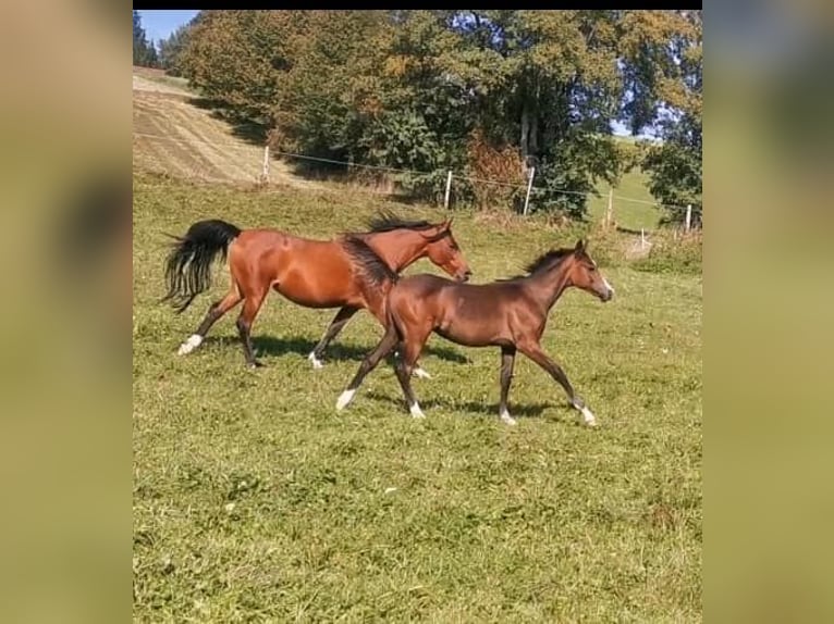 Arabian horses Mare 2 years 15 hh Gray-Fleabitten in Johanniskirchen