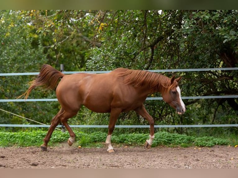 Arabian horses Mare 2 years 15 hh Grey in Gem&#xFC;nden (Felda)