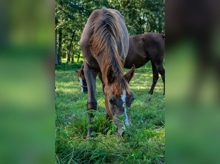 Arabian horses Mare 2 years 15 hh Grey in Gem&#xFC;nden (Felda)